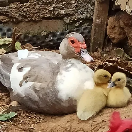 The Goat's Place * Gaula