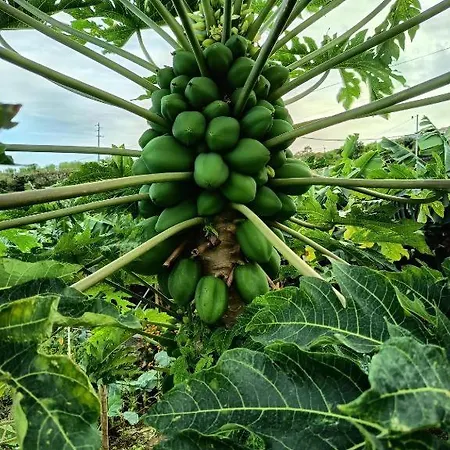 The Goat's Place Pansiyon *