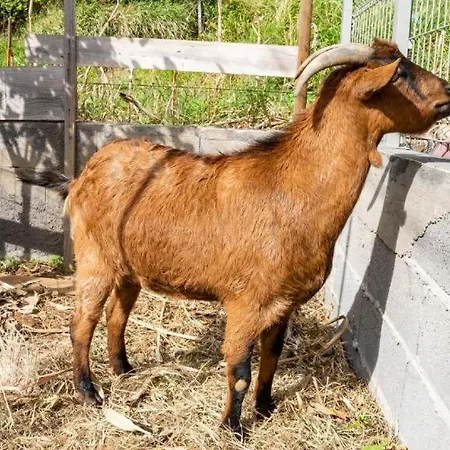 The Goat's Place * Gaula