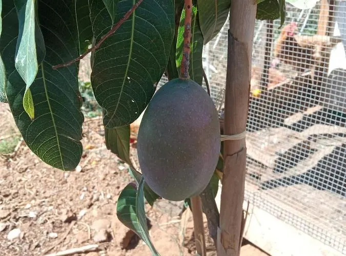 The Goat's Place Gaula