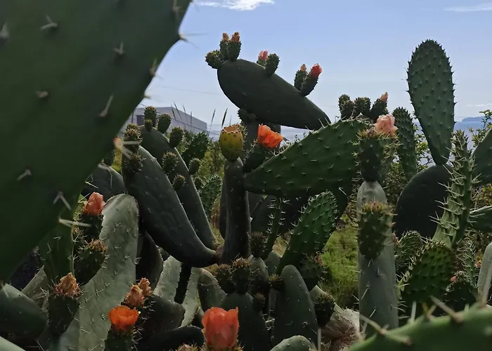 The Goat's Place Homestay *