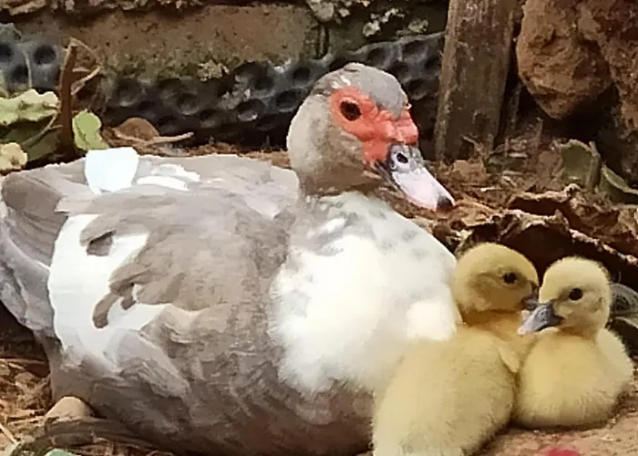 The Goat's Place * Gaula