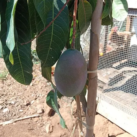 The Goat's Place Gaula