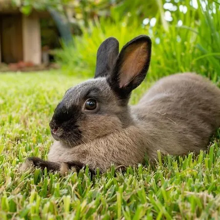 Pansiyon The Goat's Place Gaula