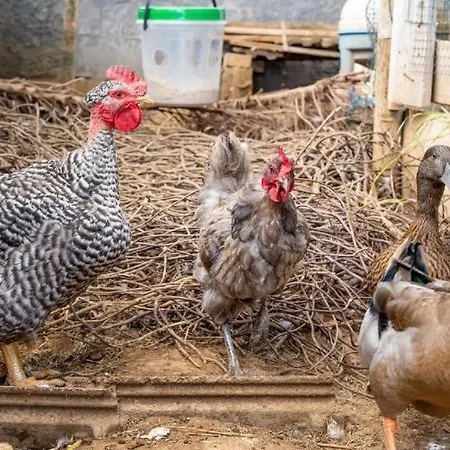 The Goat's Place Pansiyon Gaula