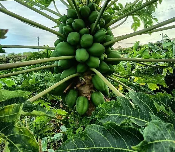 The Goat's Place Privatunterkunft *