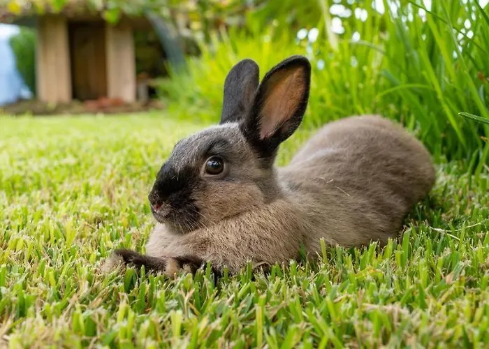 Kwatera prywatna The Goat's Place Gaula