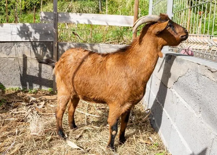 The Goat's Place * Gaula