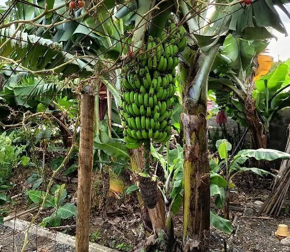 Privatunterkunft The Goat's Place