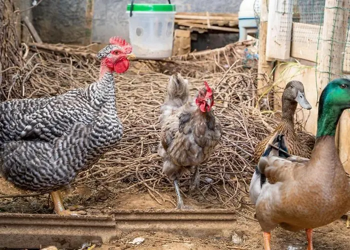 The Goat's Place Privatunterkunft Gaula